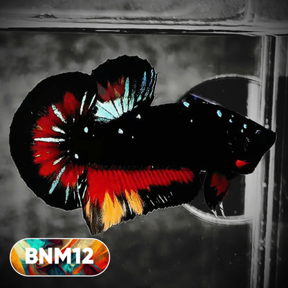 Dark Flame Hellfire Plakat Male Betta Fish | You Pick Fish | Rare Betta