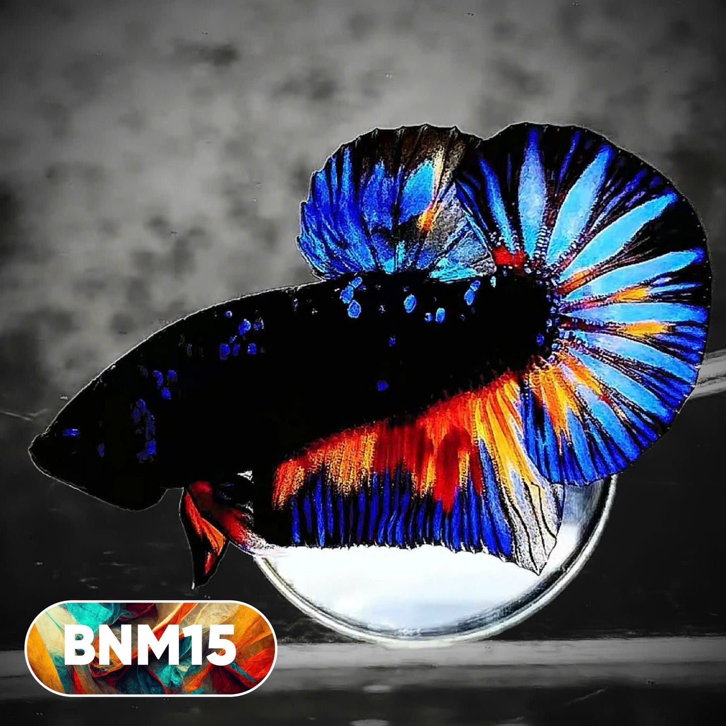 Dark Flame Hellfire Plakat Male Betta Fish | You Pick Fish | Rare Betta