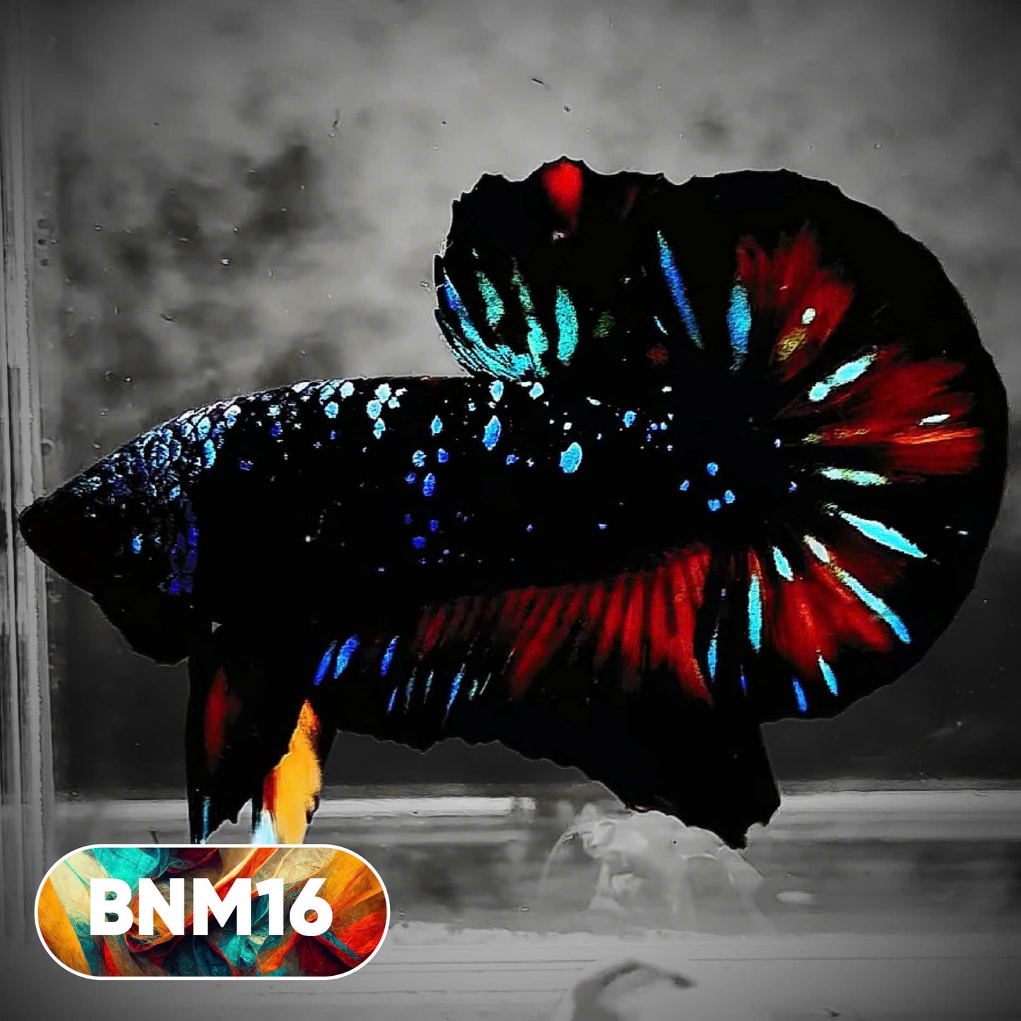 Dark Flame Hellfire Plakat Male Betta Fish | You Pick Fish | Rare Betta