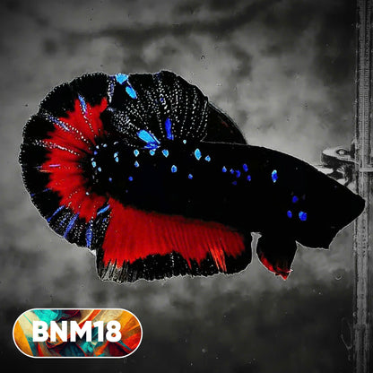 Dark Flame Hellfire Plakat Male Betta Fish | You Pick Fish | Rare Betta
