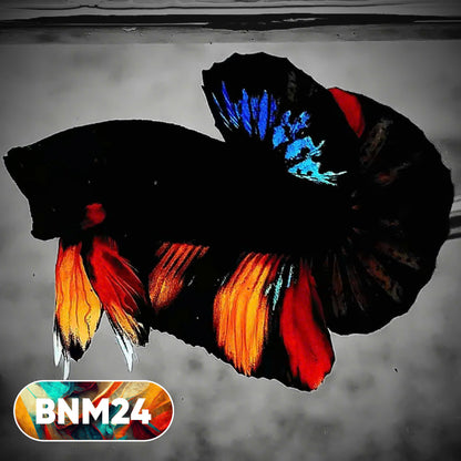 Dark Flame Hellfire Plakat Male Betta Fish | You Pick Fish | Rare Betta