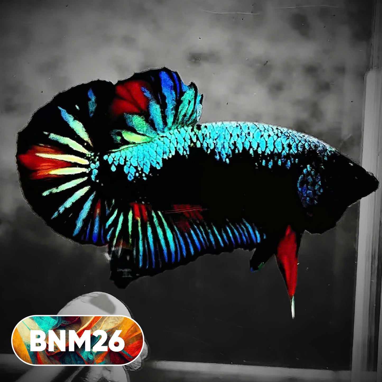Dark Flame Hellfire Plakat Male Betta Fish | You Pick Fish | Rare Betta