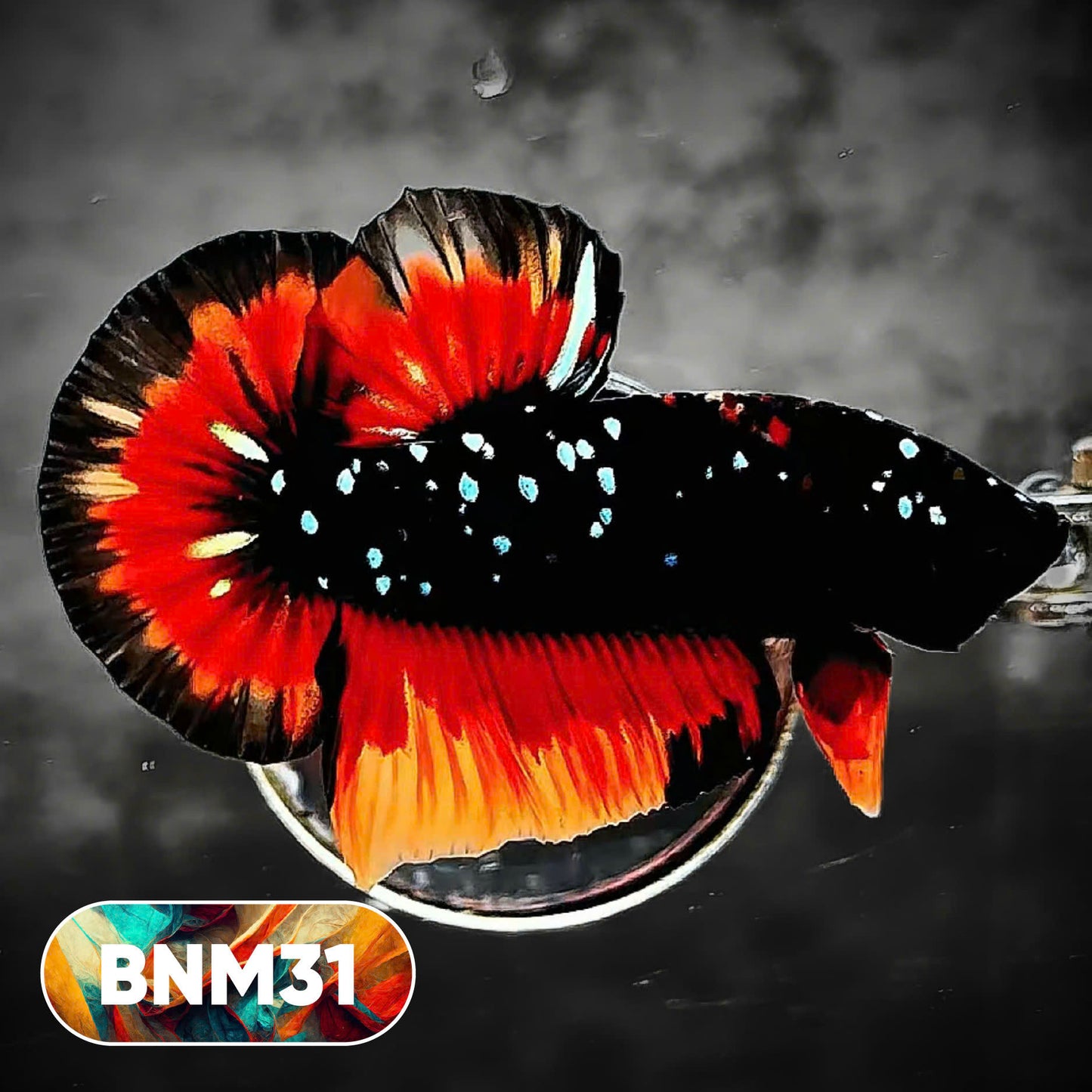 Dark Flame Hellfire Plakat Male Betta Fish | You Pick Fish | Rare Betta