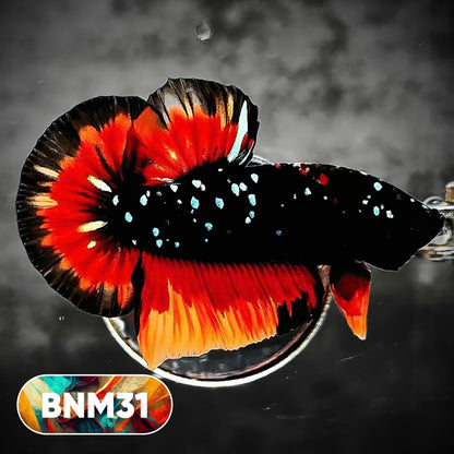 Dark Flame Hellfire Plakat Male Betta Fish | You Pick Fish | Rare Betta