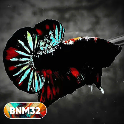 Dark Flame Hellfire Plakat Male Betta Fish | You Pick Fish | Rare Betta
