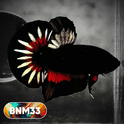 Dark Flame Hellfire Plakat Male Betta Fish | You Pick Fish | Rare Betta