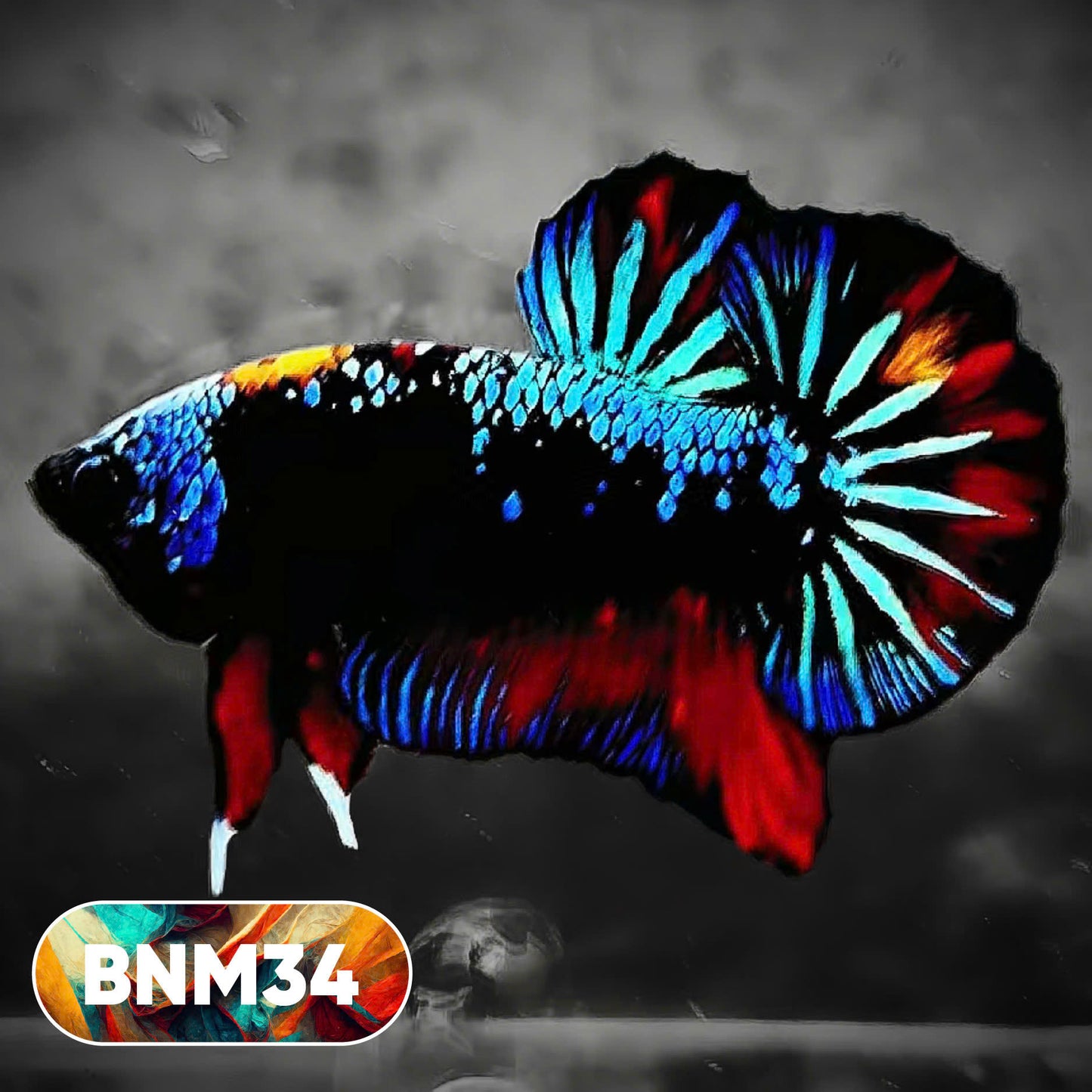 Dark Flame Hellfire Plakat Male Betta Fish | You Pick Fish | Rare Betta