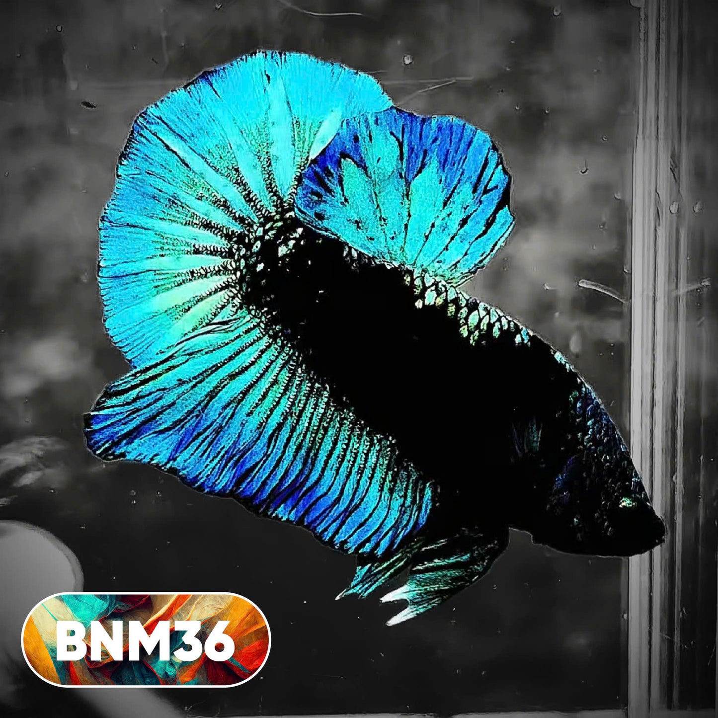 Dark Flame Hellfire Plakat Male Betta Fish | You Pick Fish | Rare Betta