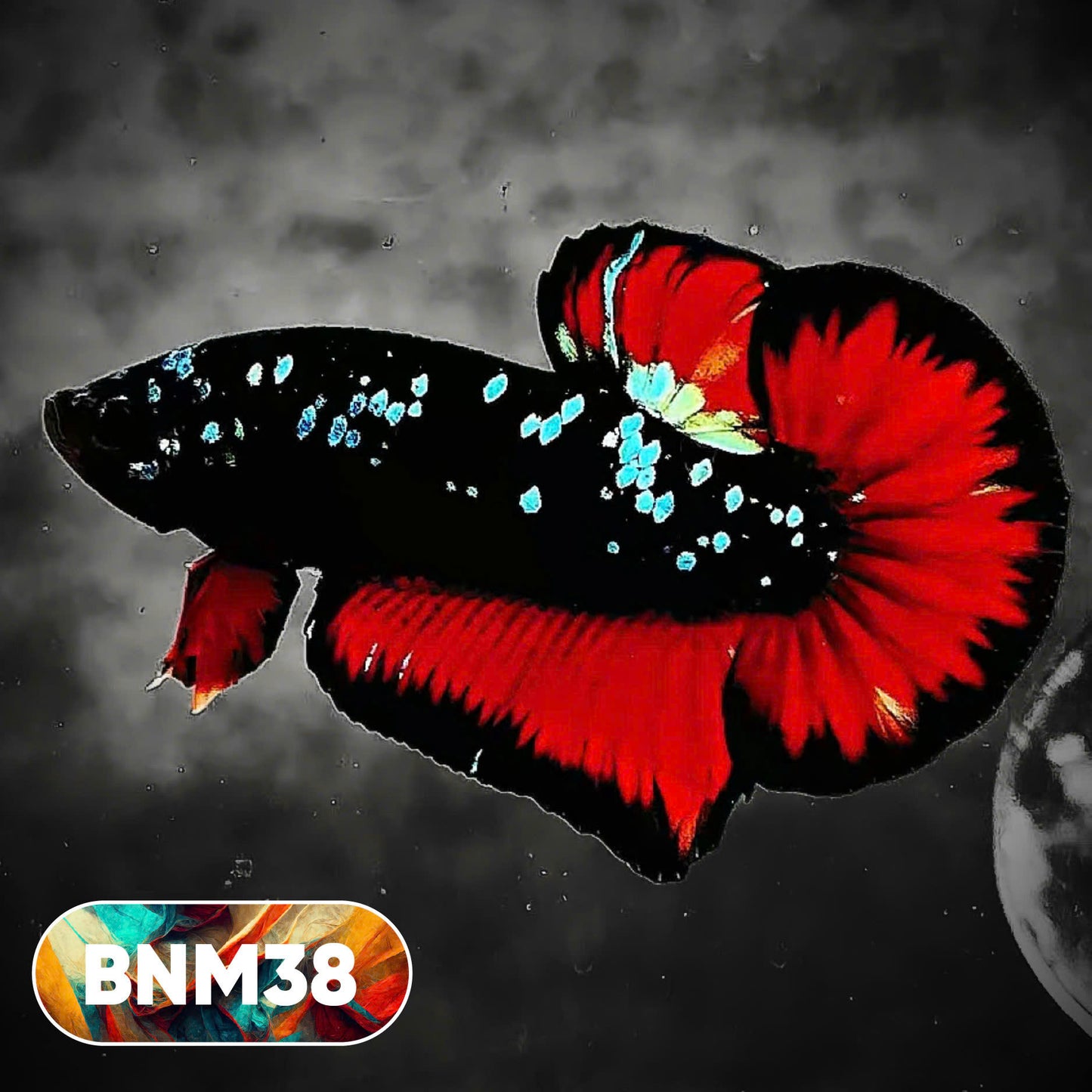 Dark Flame Hellfire Plakat Male Betta Fish | You Pick Fish | Rare Betta