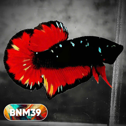 Dark Flame Hellfire Plakat Male Betta Fish | You Pick Fish | Rare Betta