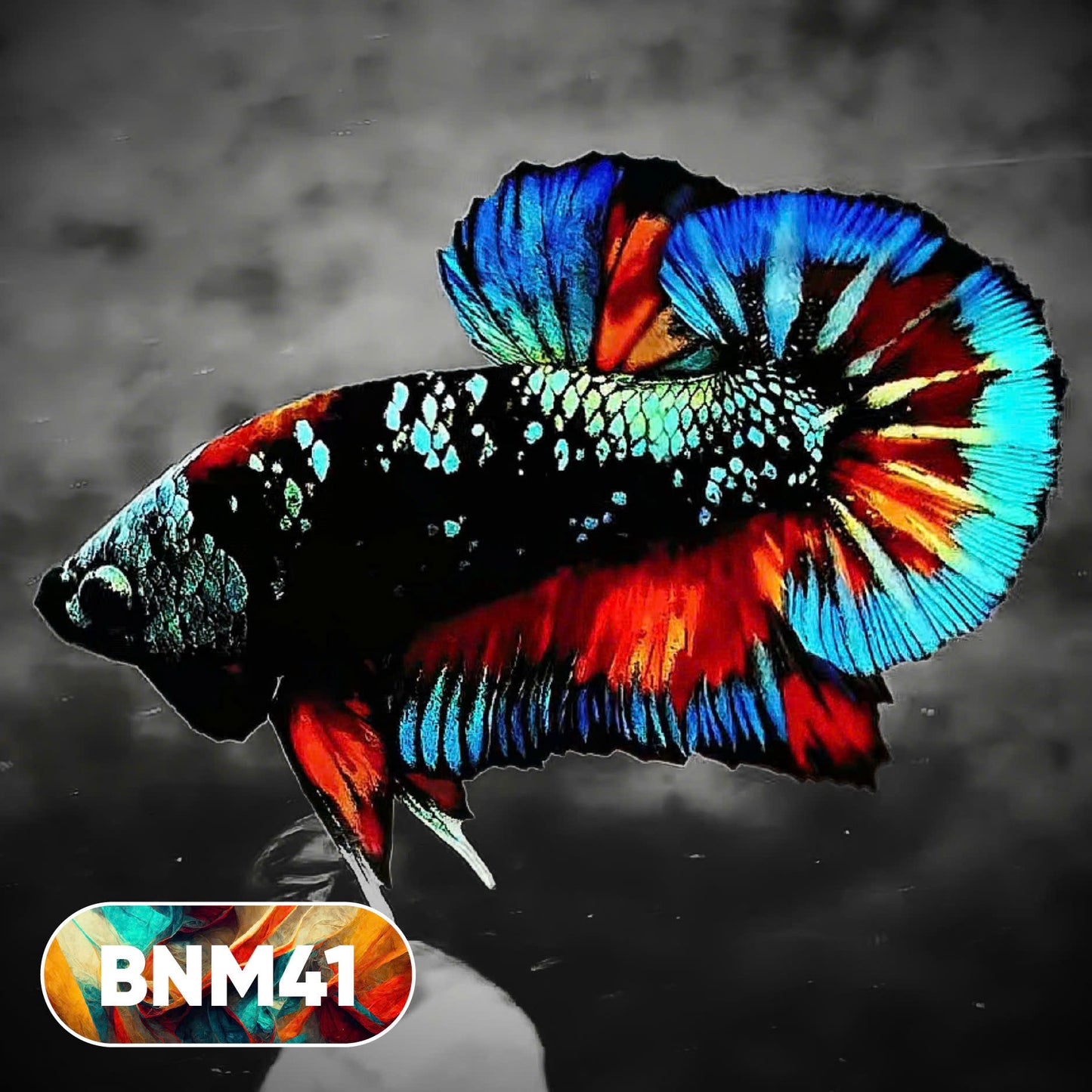 Dark Flame Hellfire Plakat Male Betta Fish | You Pick Fish | Rare Betta