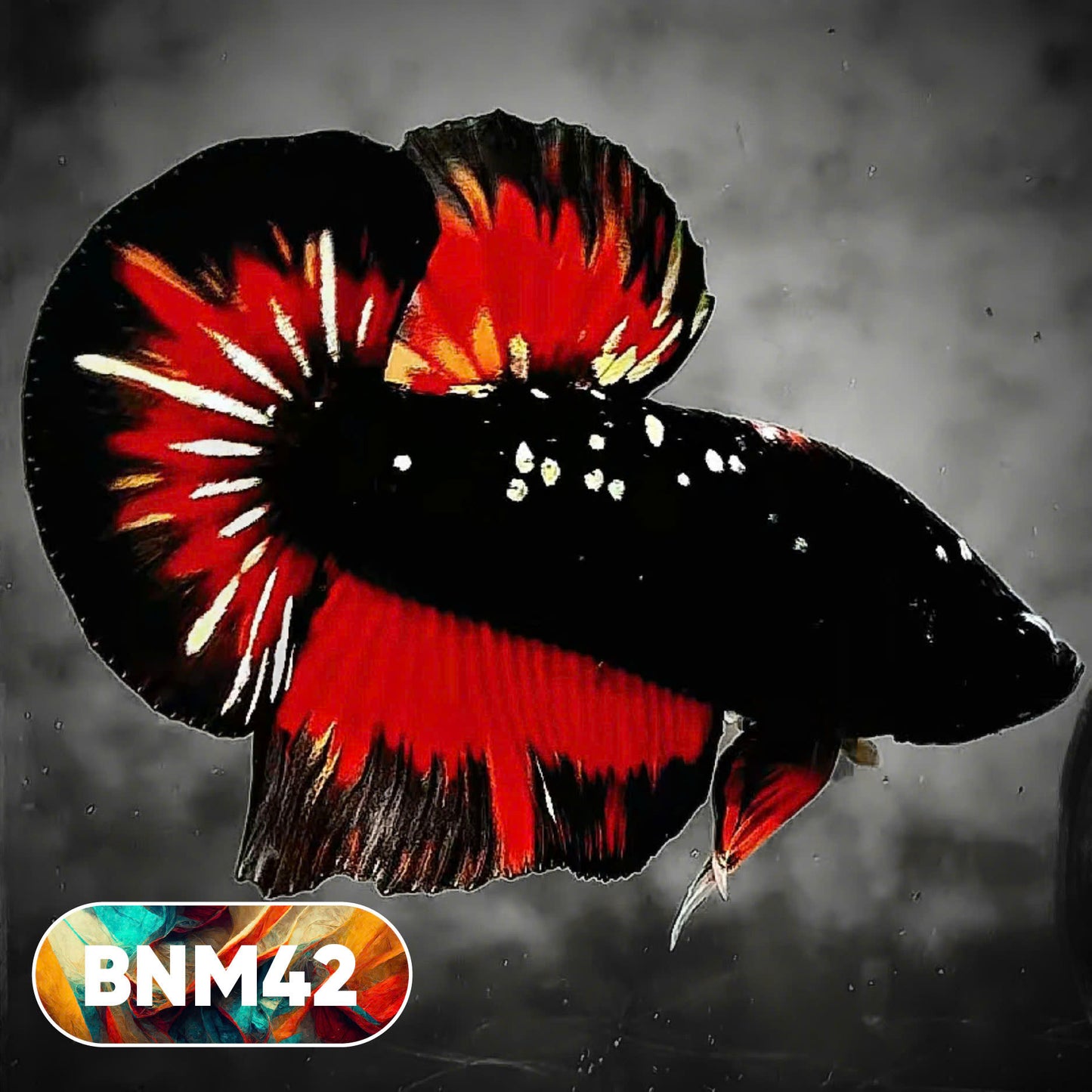 Dark Flame Hellfire Plakat Male Betta Fish | You Pick Fish | Rare Betta
