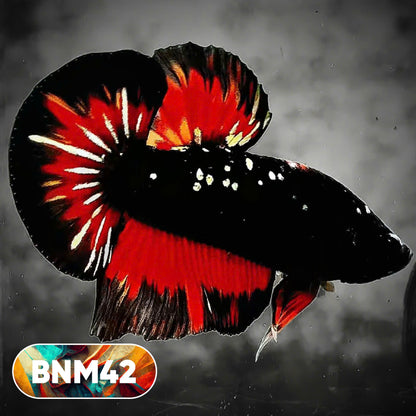 Dark Flame Hellfire Plakat Male Betta Fish | You Pick Fish | Rare Betta