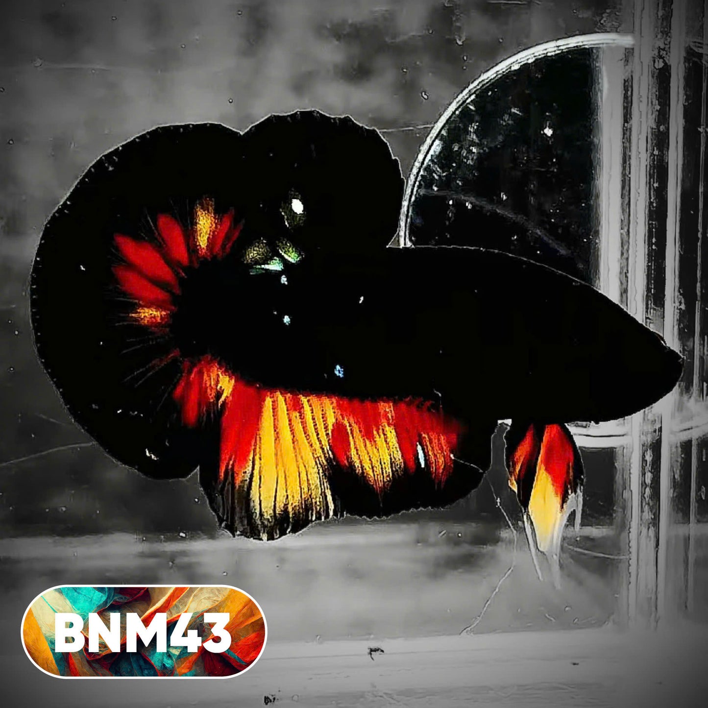 Dark Flame Hellfire Plakat Male Betta Fish | You Pick Fish | Rare Betta