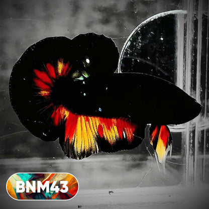 Dark Flame Hellfire Plakat Male Betta Fish | You Pick Fish | Rare Betta