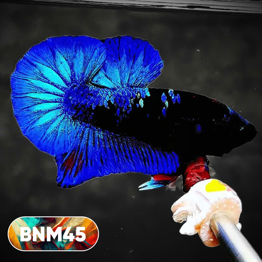 Dark Flame Hellfire Plakat Male Betta Fish | You Pick Fish | Rare Betta