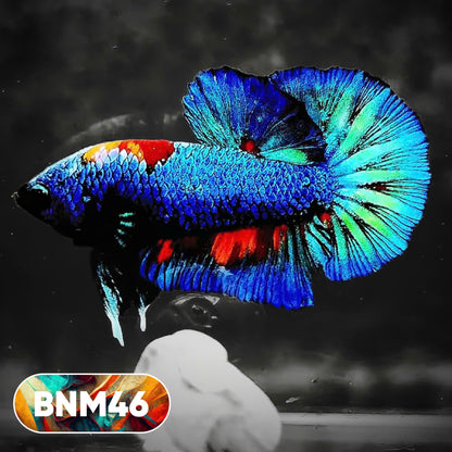 Dark Flame Hellfire Plakat Male Betta Fish | You Pick Fish | Rare Betta