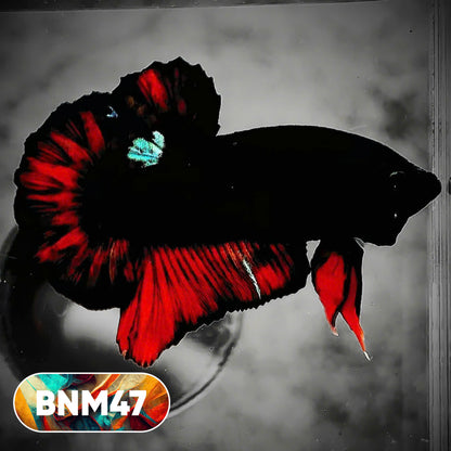 Dark Flame Hellfire Plakat Male Betta Fish | You Pick Fish | Rare Betta