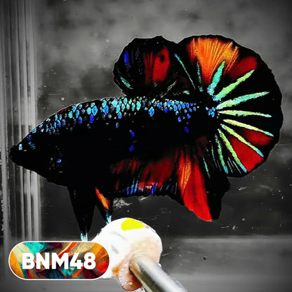 Dark Flame Hellfire Plakat Male Betta Fish | You Pick Fish | Rare Betta