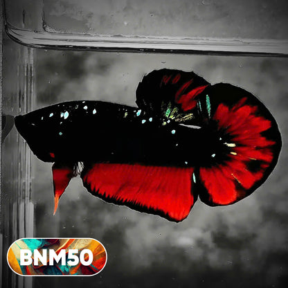 Dark Flame Hellfire Plakat Male Betta Fish | You Pick Fish | Rare Betta