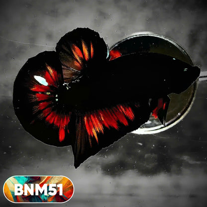 Dark Flame Hellfire Plakat Male Betta Fish | You Pick Fish | Rare Betta
