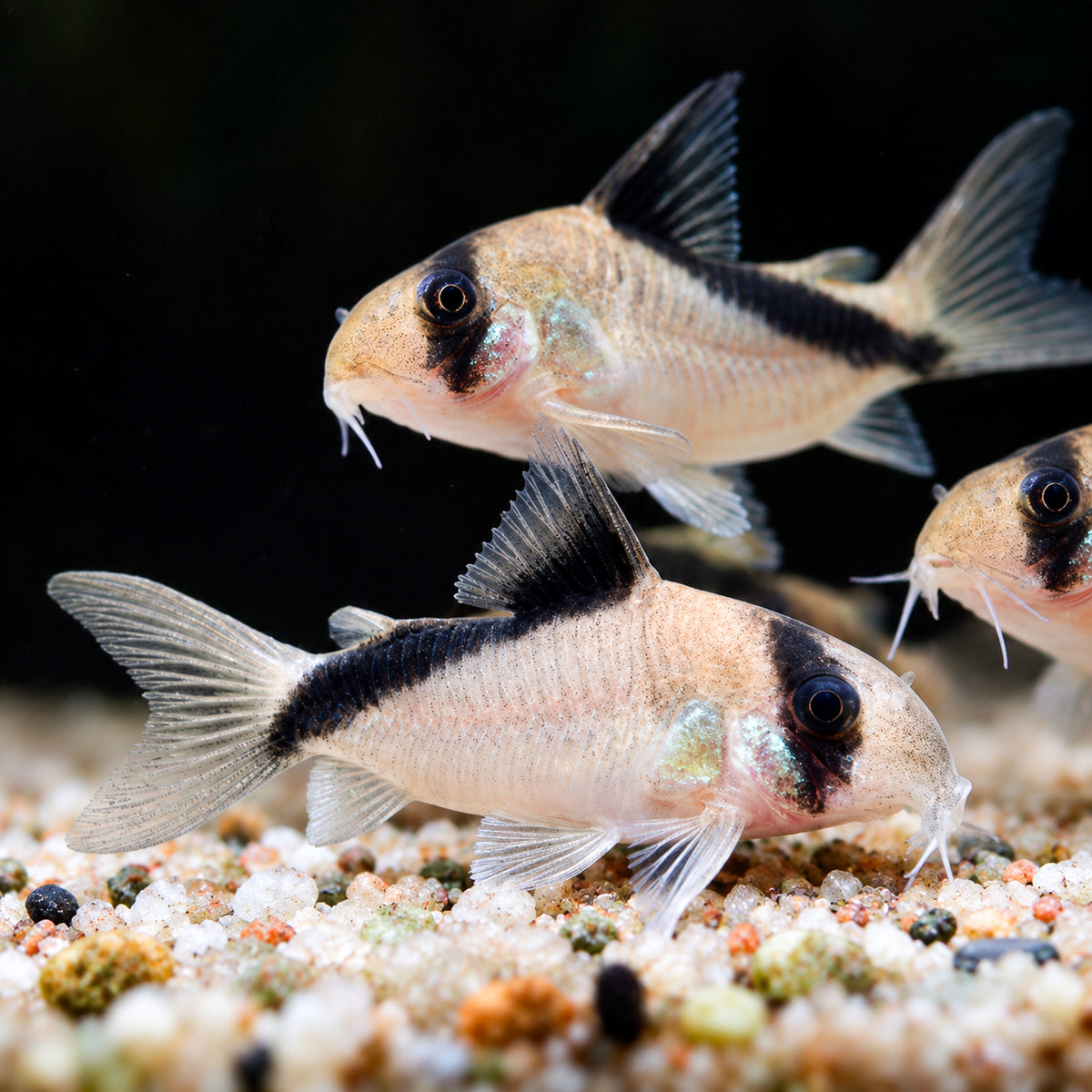 Bandit Cory Catfish – Corydoras Metae