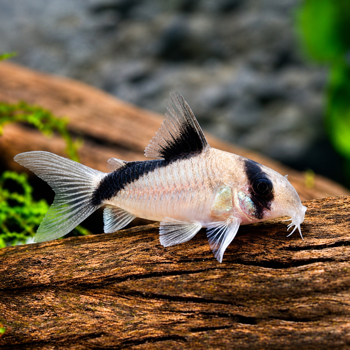 Bandit Cory Catfish – Corydoras Metae