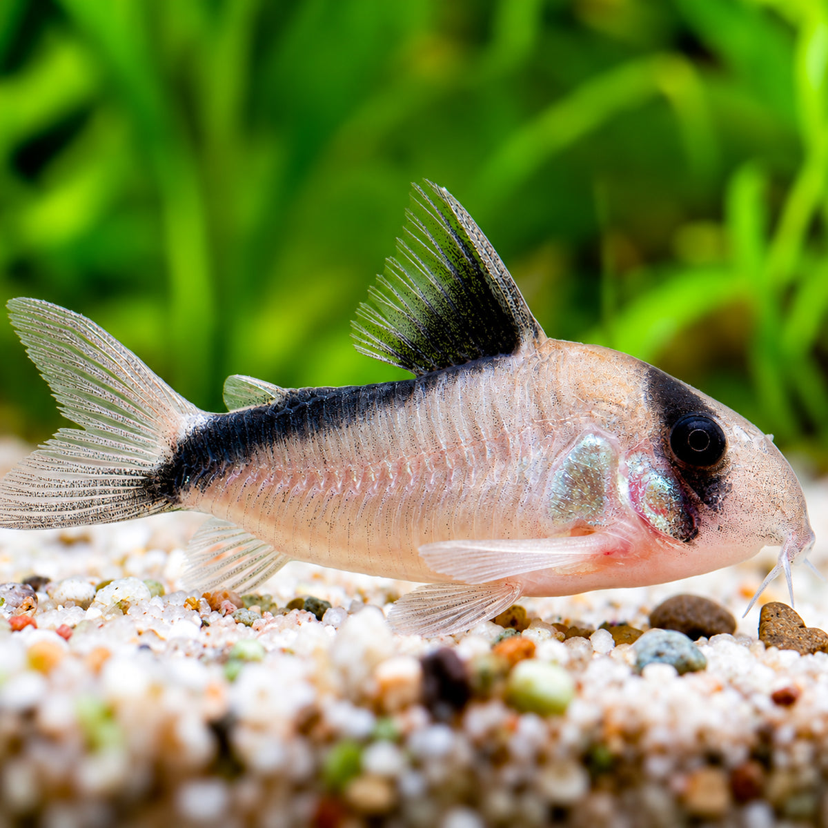 Bandit Cory Catfish – Corydoras Metae