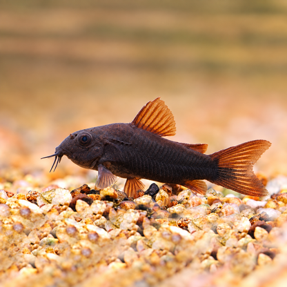 Black Cory Catfish – Corydoras Schultzei