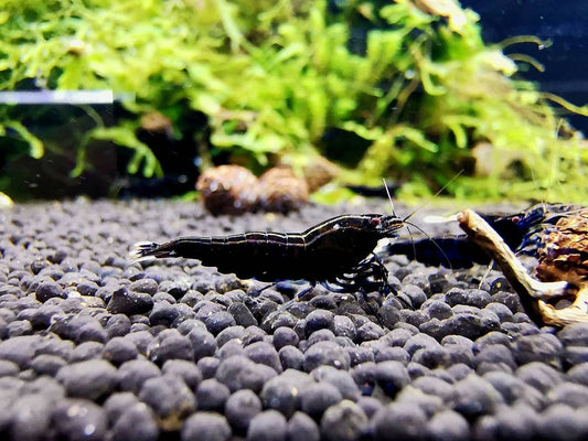 Black Chocolate Neocaridina Shrimp