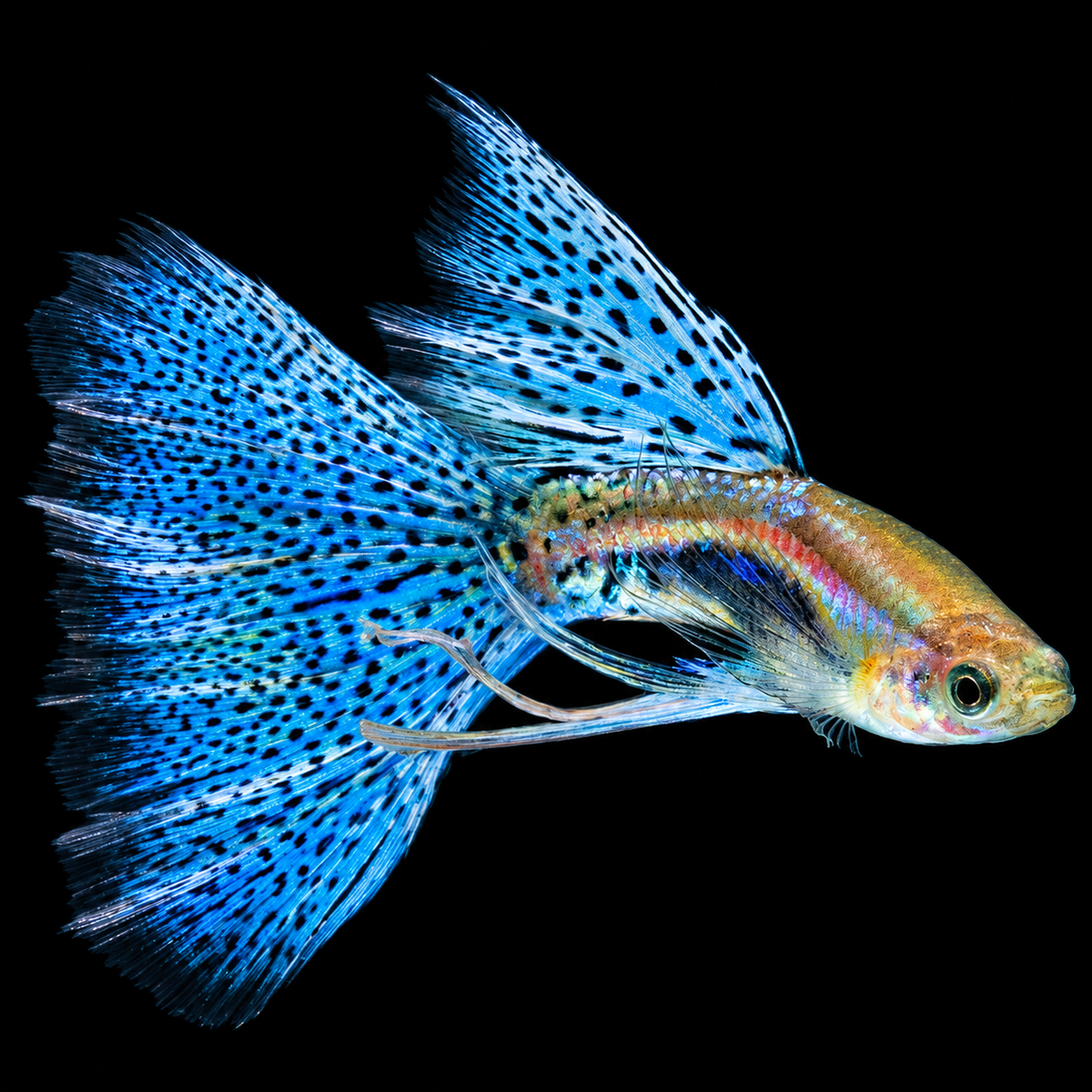 Blue Grass Ribbon Fancy Guppy Fish