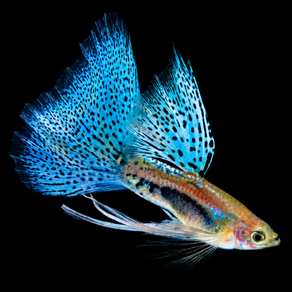 Blue Grass Ribbon Fancy Guppy Fish