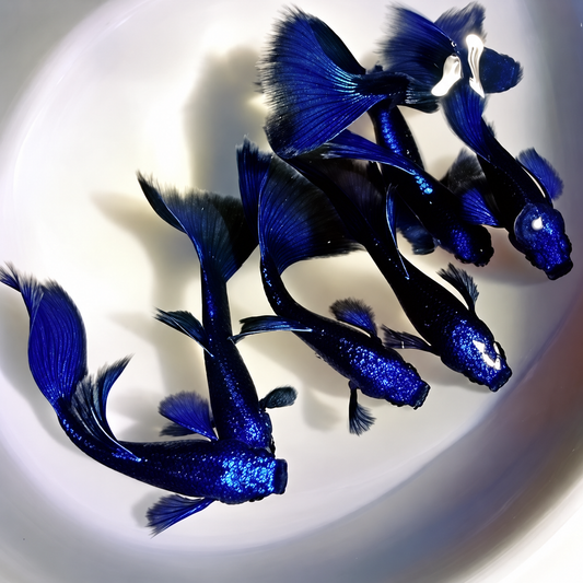 Blue Tanzanite Guppy Fish
