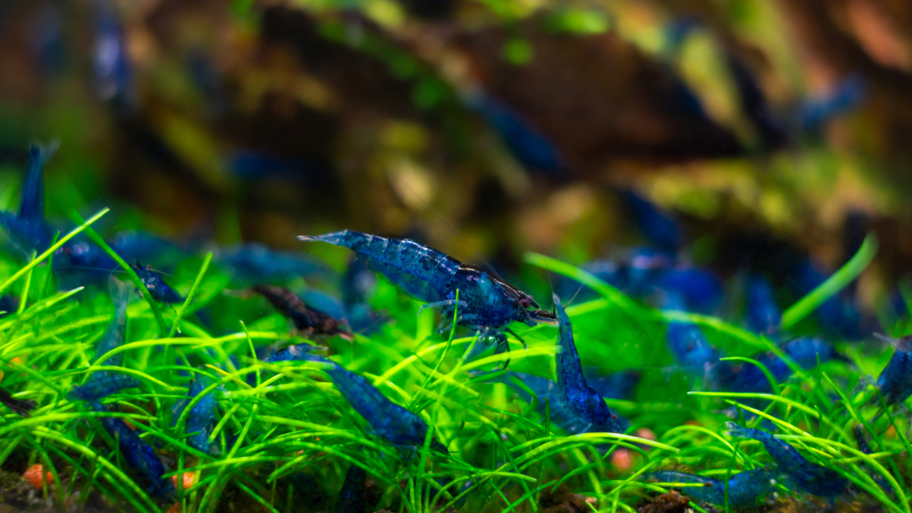 Blue Dream Neocaridina Shrimp