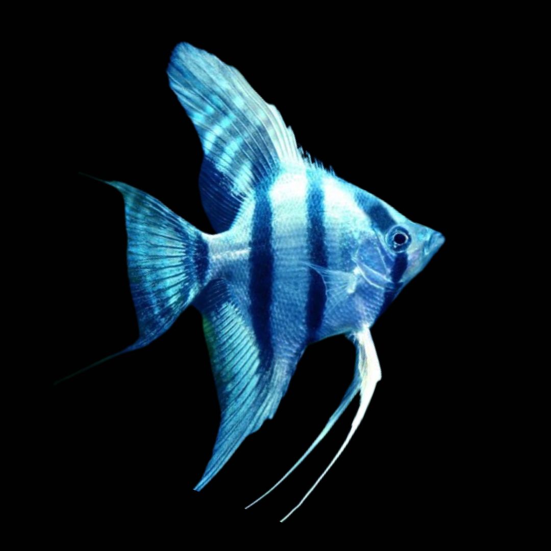 Blue Zebra Angelfish | Tropicflow