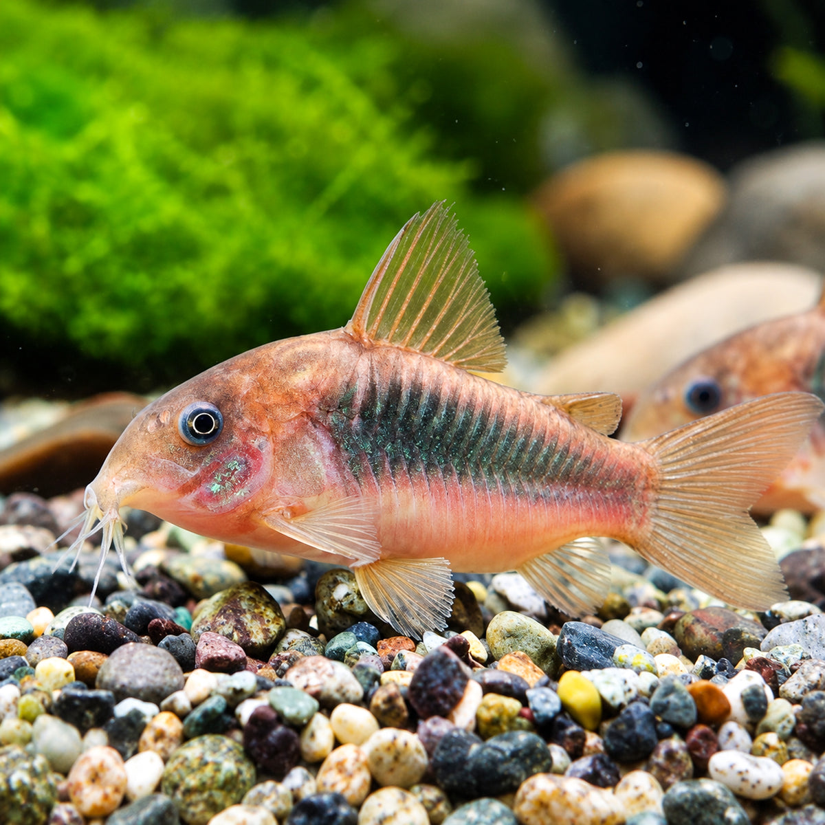 Bronze Cory Catfish – Corydoras Aeneus