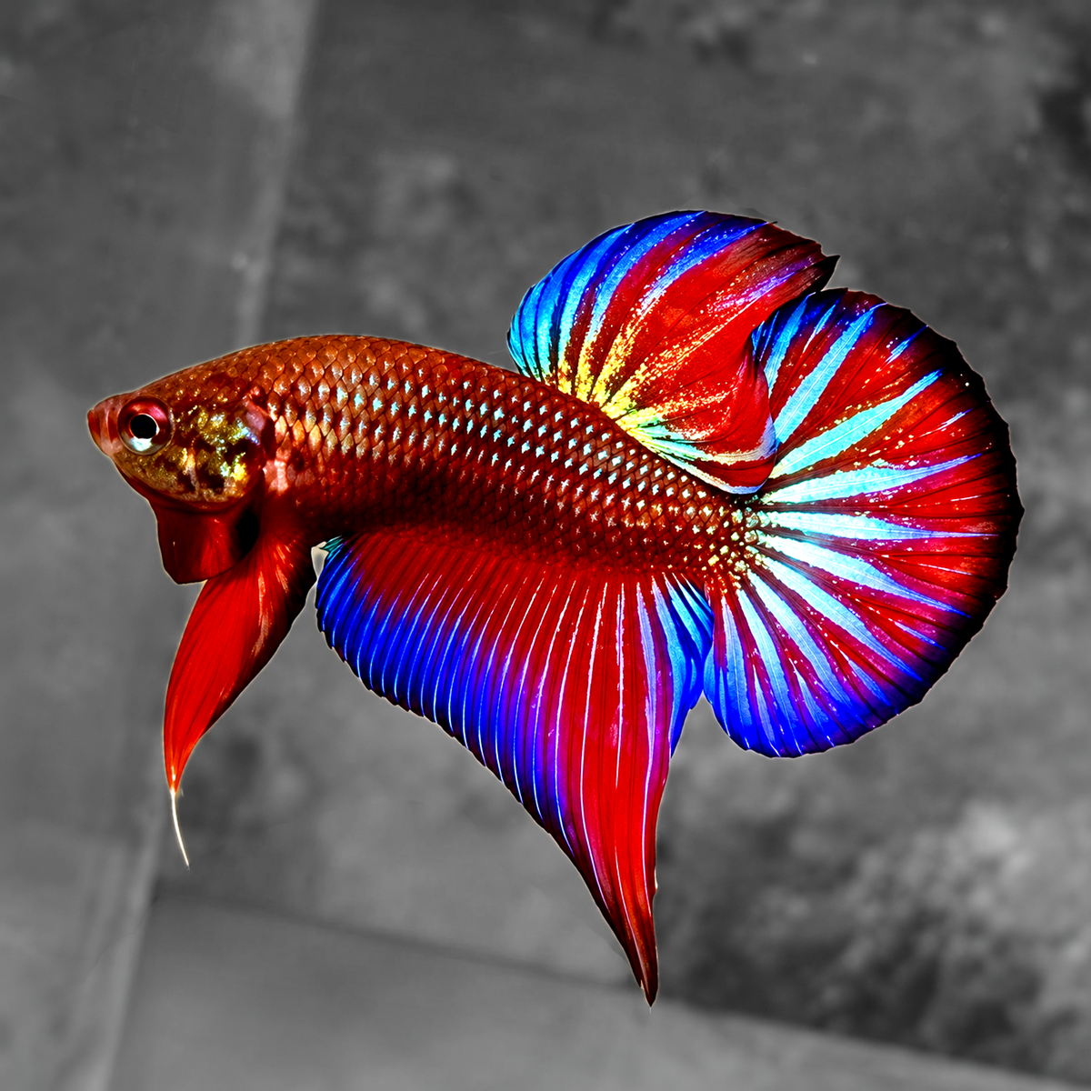Burnt Titanium Wild Betta Splendens Hybrid Male