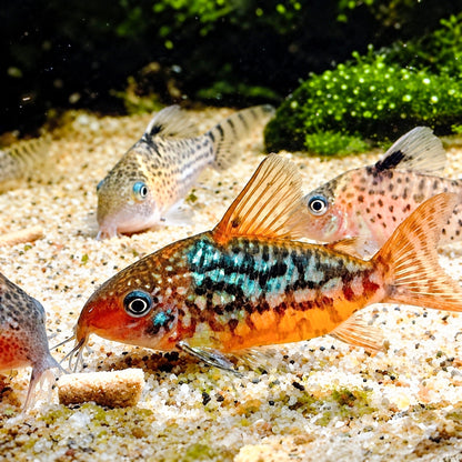 C005 Pantanal Cory Catfish – Corydoras Pantanalensis