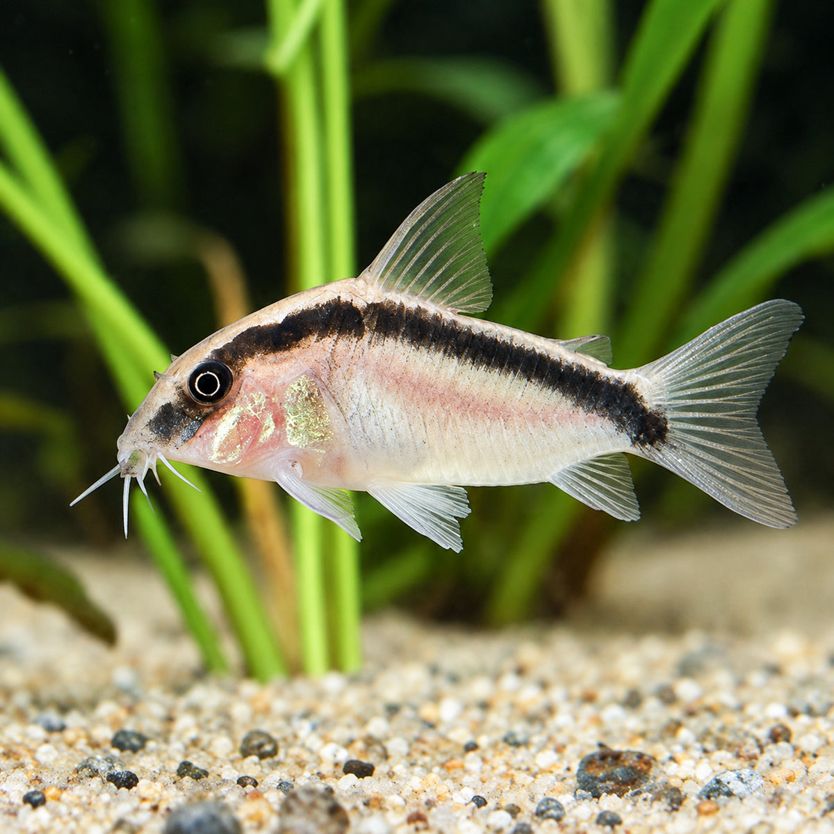 C020 Skunk Cory Catfish – Corydoras Granti