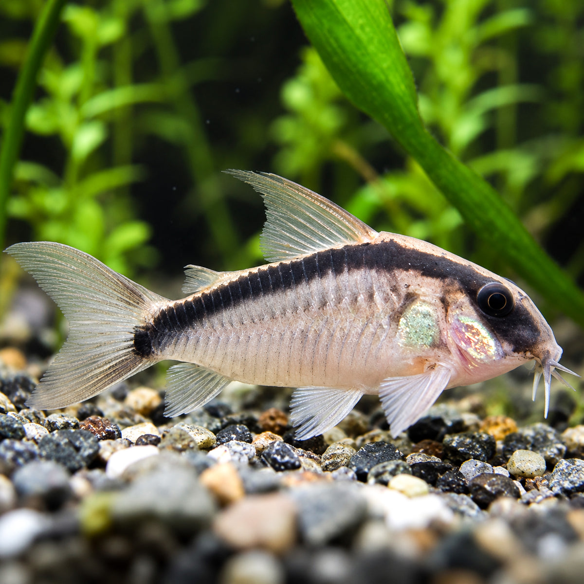 C020 Skunk Cory Catfish – Corydoras Granti
