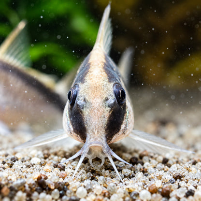 C020 Skunk Cory Catfish – Corydoras Granti