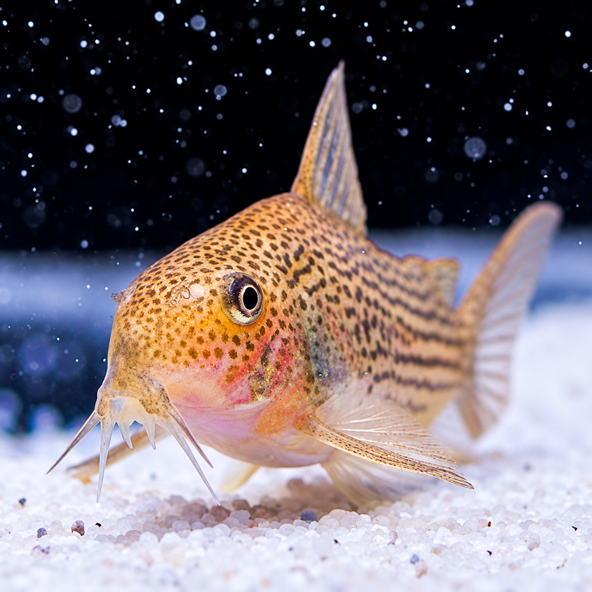C065 Guarana Cory Catfish – Corydoras Eversi