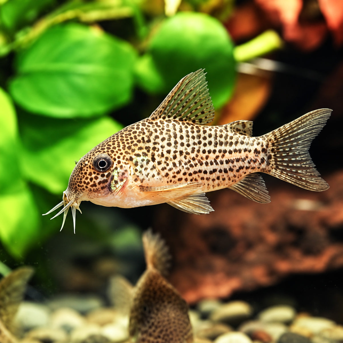 C065 Guarana Cory Catfish – Corydoras Eversi