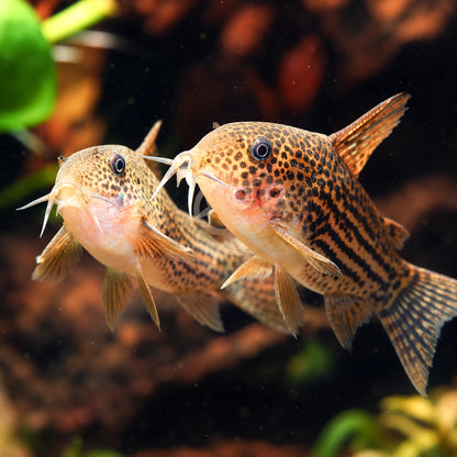 C065 Guarana Cory Catfish – Corydoras Eversi