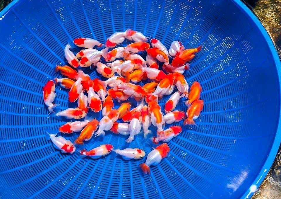Baby Red And White Ranchu Goldfish 2 - 2.5 Inches