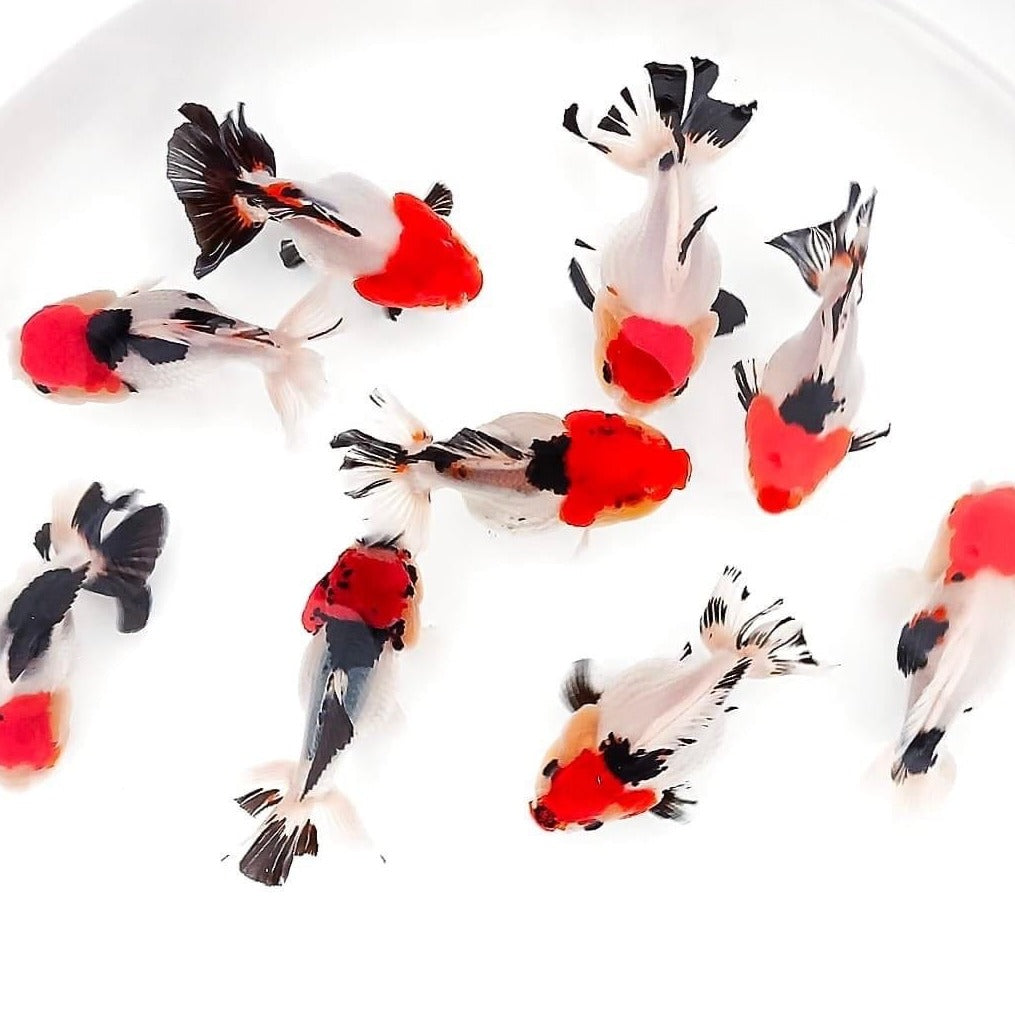 Fancy Goldfish For Sale: Ranchu & Oranda Goldfish – Tropicflow