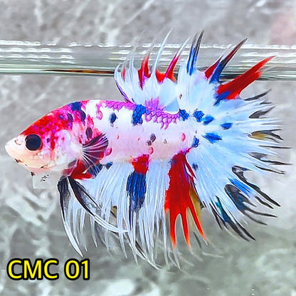 Crowntail Multicolor Male Betta Fish | High Grade | You Pick Fish |