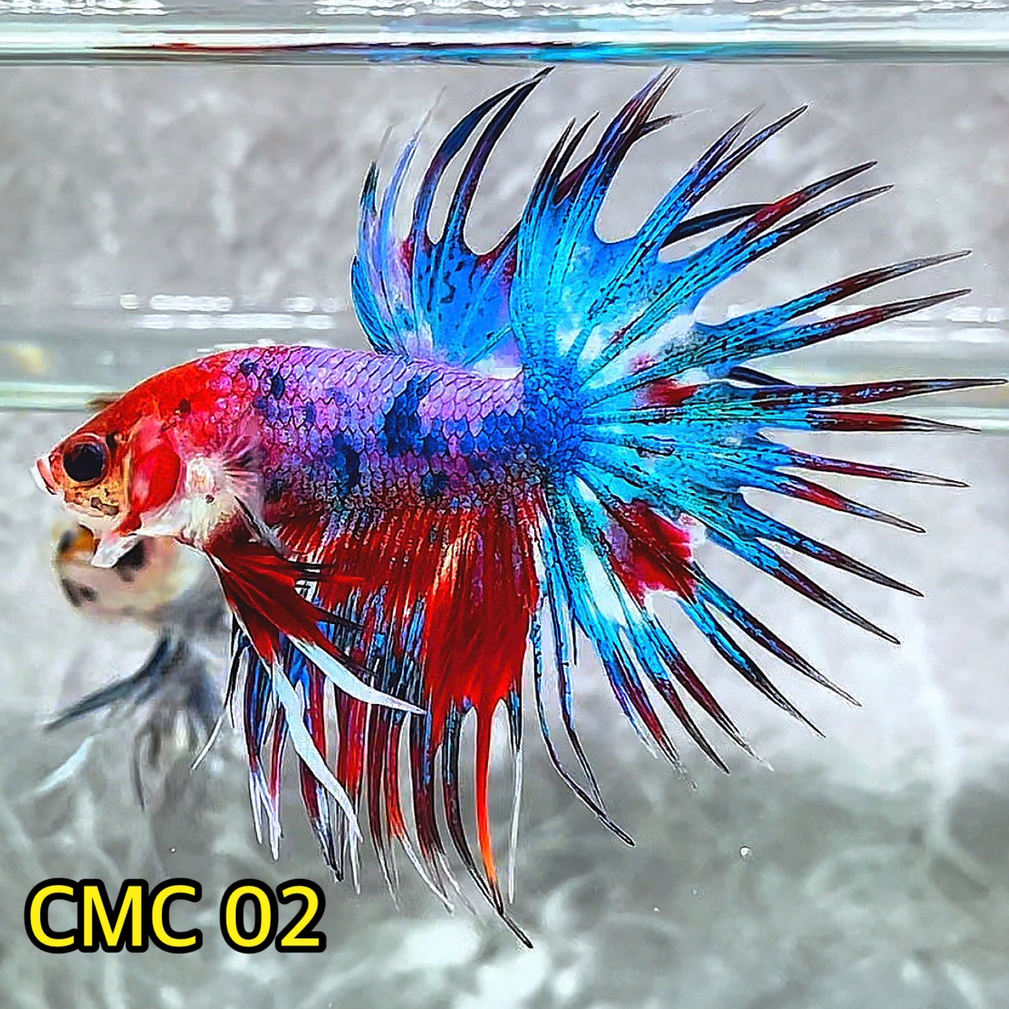 Crowntail Multicolor Male Betta Fish | High Grade | You Pick Fish |