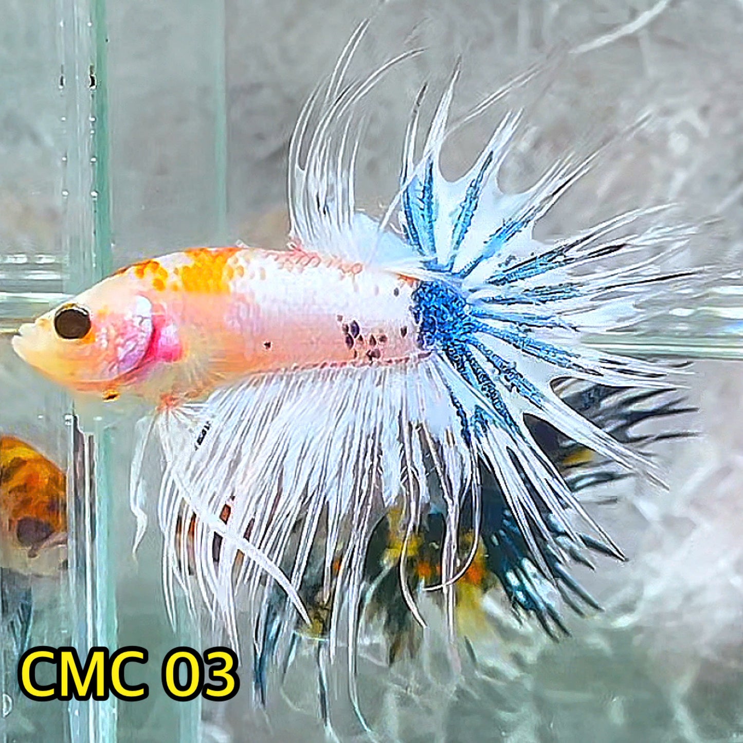 Crowntail Multicolor Male Betta Fish | High Grade | You Pick Fish |