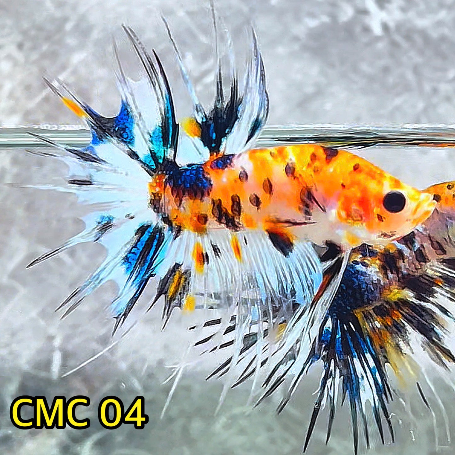 Crowntail Multicolor Male Betta Fish | High Grade | You Pick Fish |